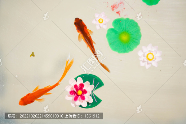 小金魚(yú)