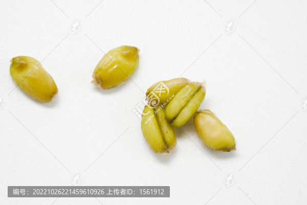 小滿小麥麥仁