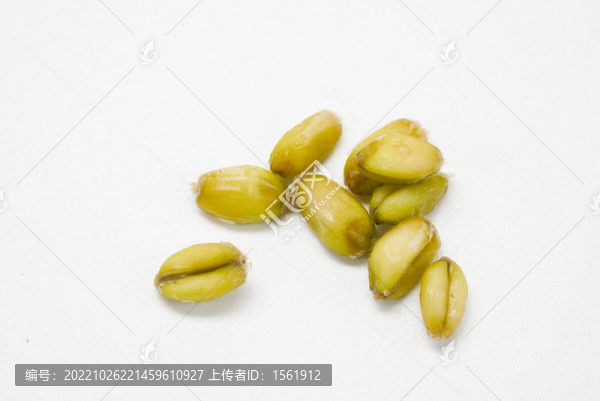 小滿小麥麥仁