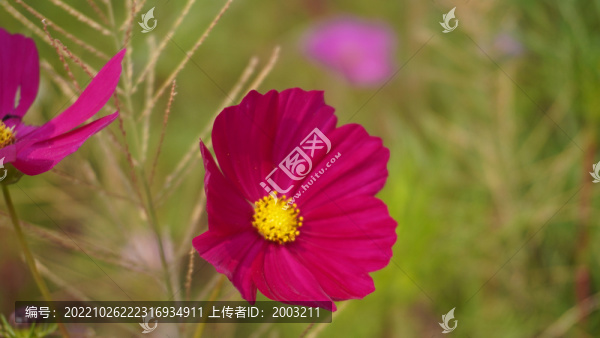秋英花