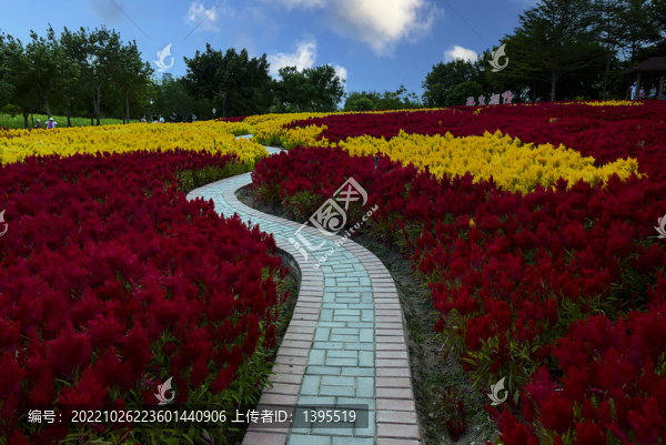 雞冠花海