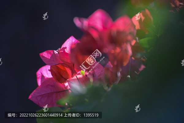 三角梅花