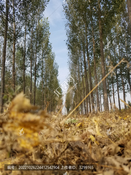 秋林狹路
