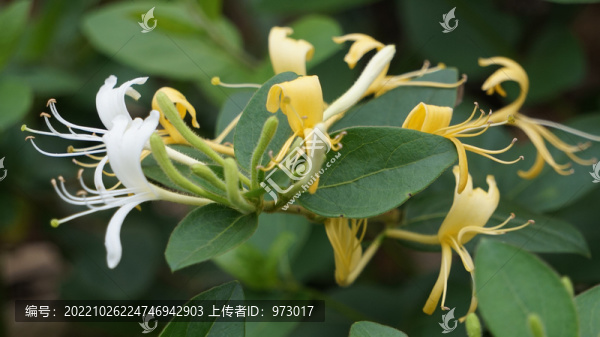 金銀花