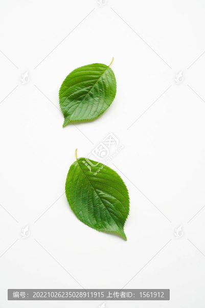 樹葉