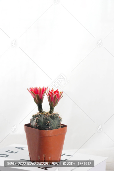 仙人球盆栽