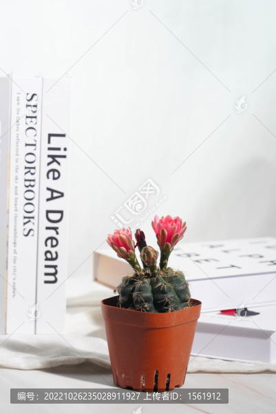 仙人球盆栽