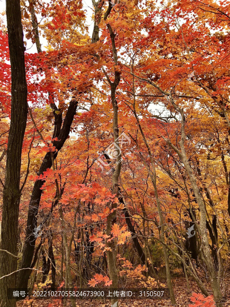 楓林紅透入佳境