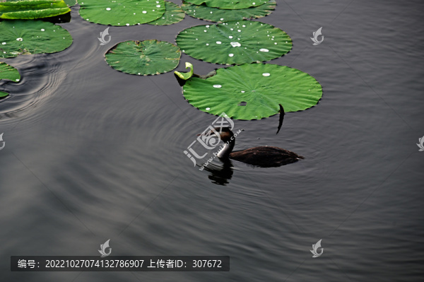 南溪濕地公園