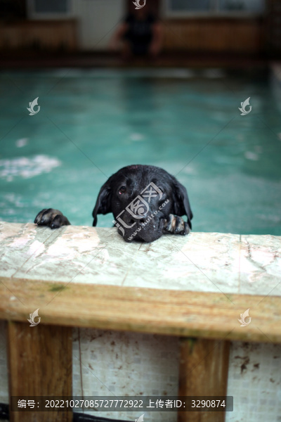 一只黑色的拉布拉多犬