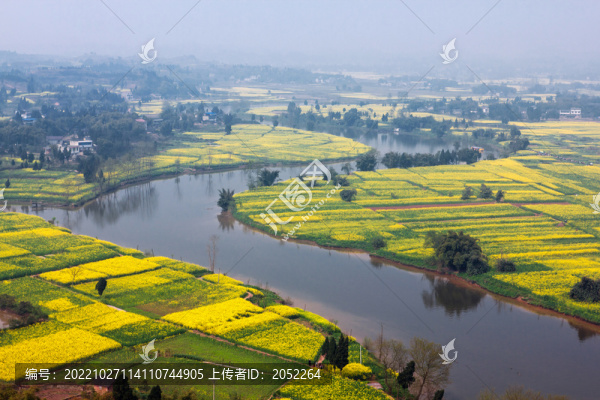 油菜花