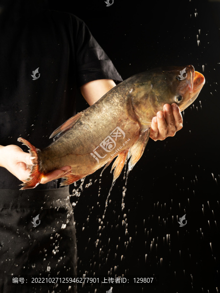 活鰱魚