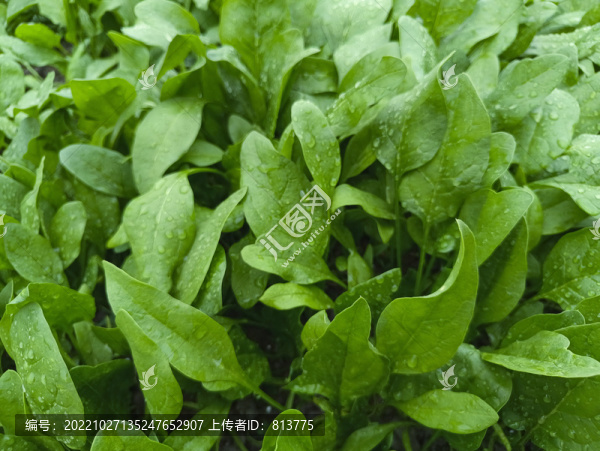 綠葉鮮菠菜
