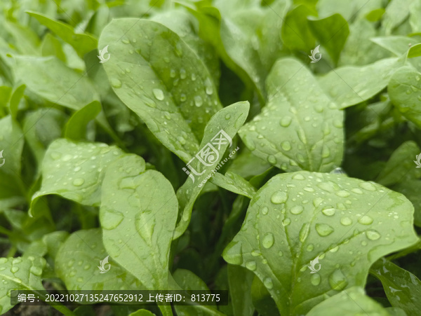 雨露鮮菠菜