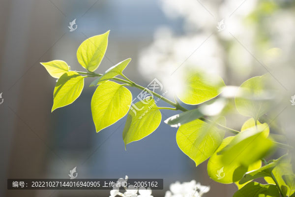 丁香花葉