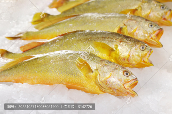 大黃魚