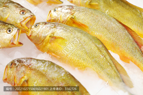 大黃魚