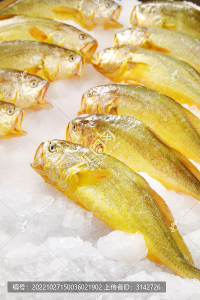 大黃魚