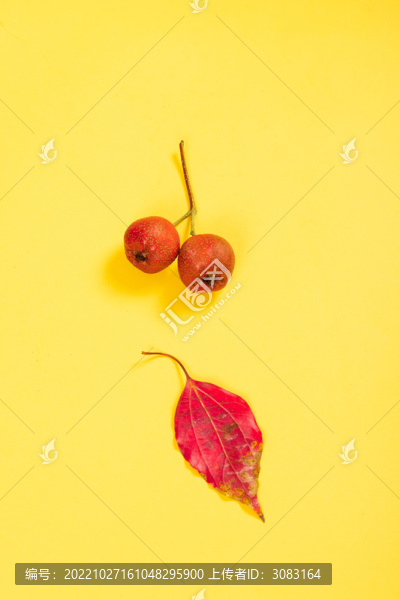 黃色背景下的新鮮山楂和紅葉