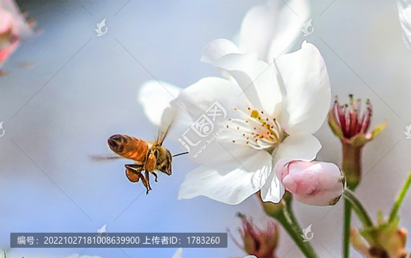 蜜蜂和花