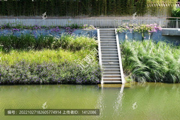 深圳新洲河紅樹碧道