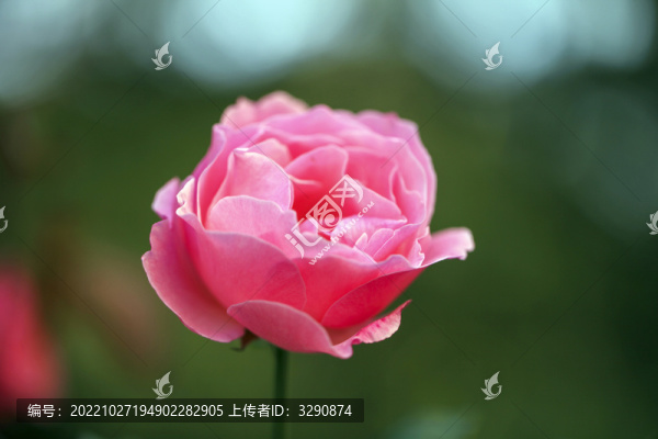 一朵粉色的美麗的薔薇花
