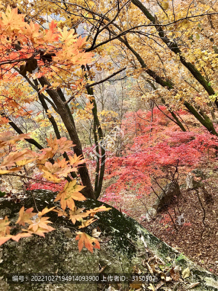 秋石紅葉橫楓影