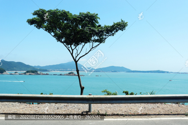 海景樹影
