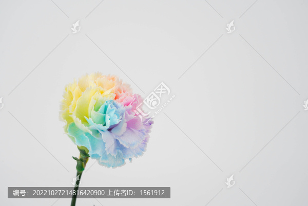 鮮花花卉花束康乃馨