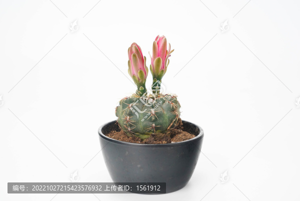盆栽植物仙人球花