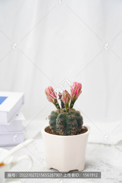 盆栽植物仙人球花