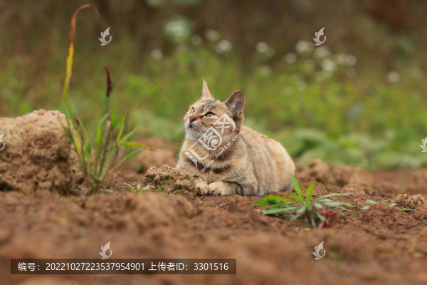 可愛(ài)貓咪