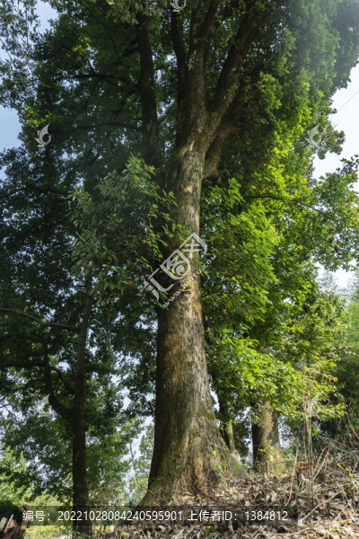 香樟樹古樹素材