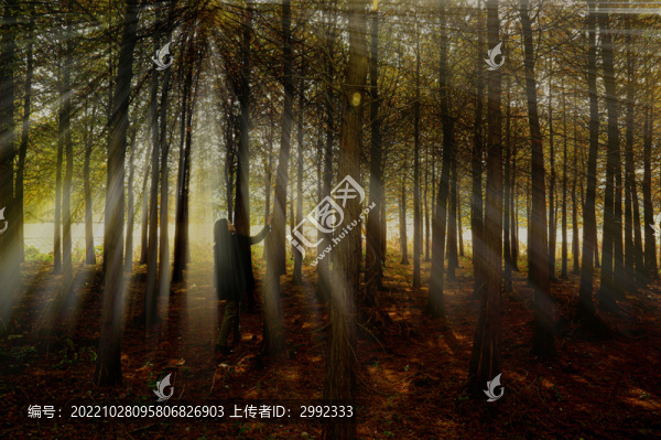 紅杉樹