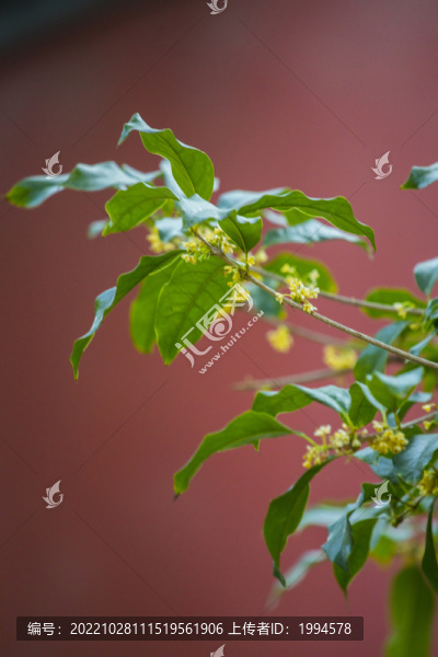 桂花