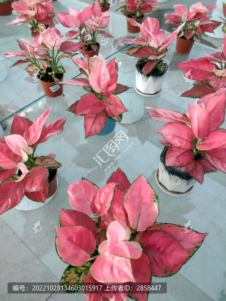 吉利紅花
