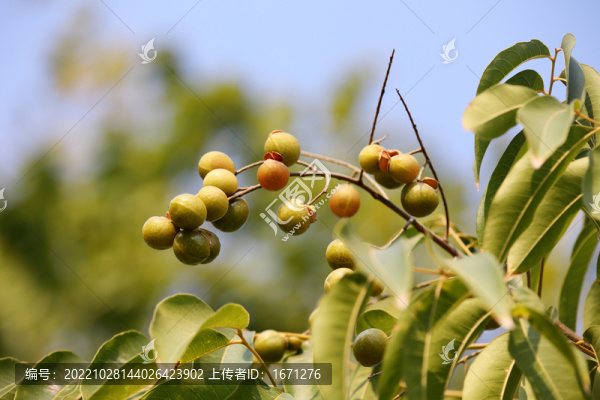 無患子