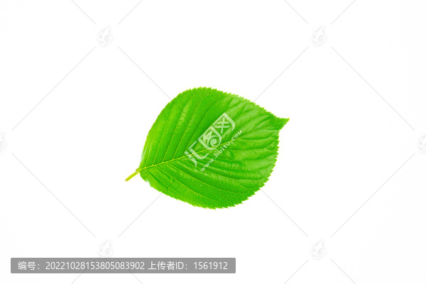 綠色樹枝葉