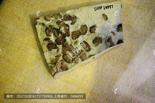三尾類蜉蝣化石標(biāo)本