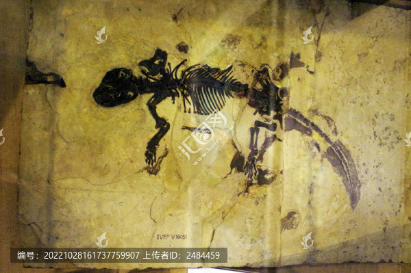 胡氏遼尖齒獸化石標本