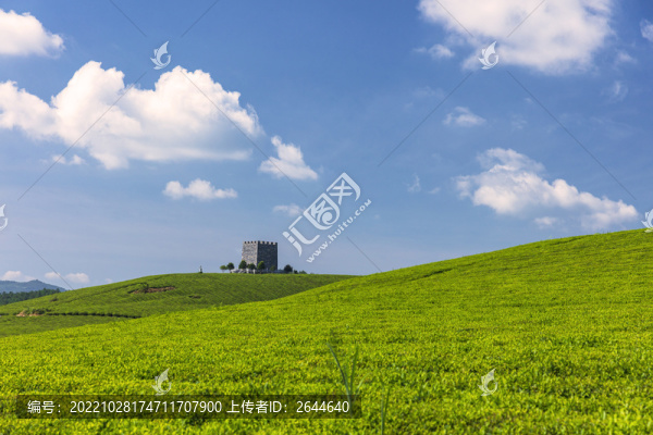 高山茶園生態(tài)茶園有機茶