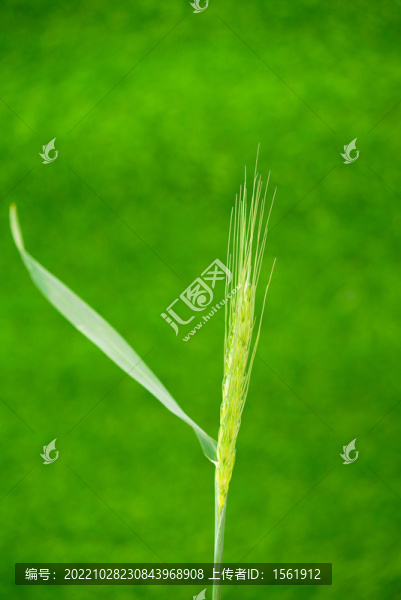 農(nóng)作物麥穗