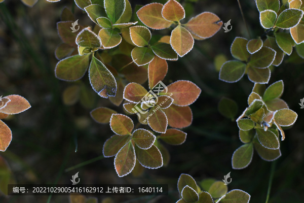 帶霜的植物