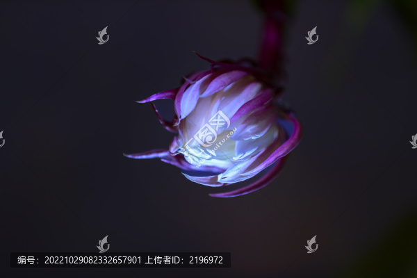 含苞待放的韋陀花