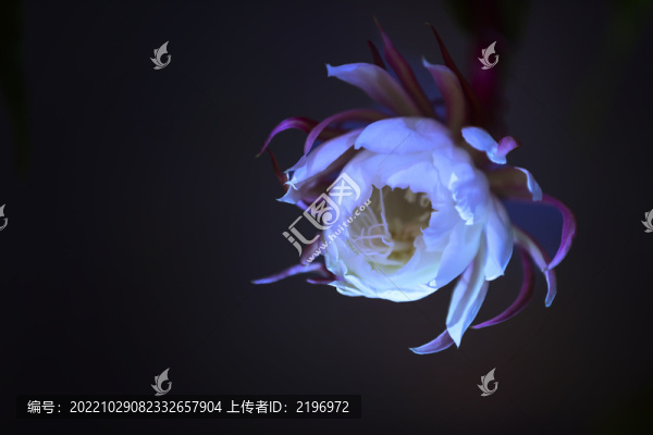 綻放的瓊花圖片