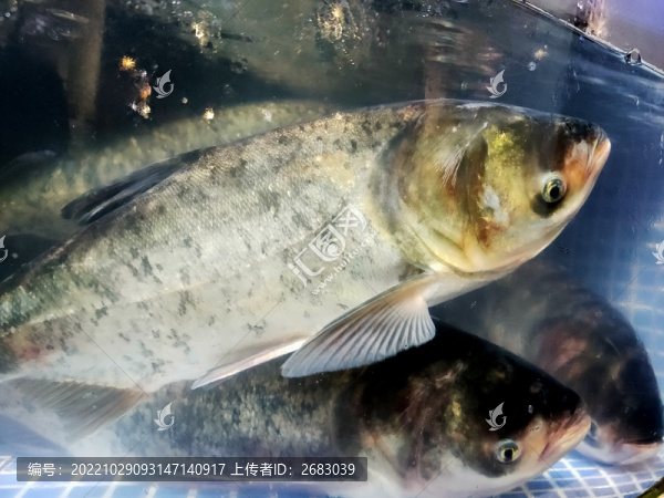 魚