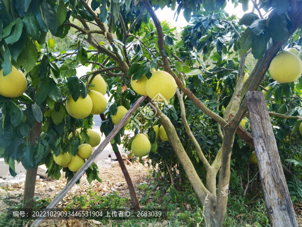 紅心蜜柚果樹