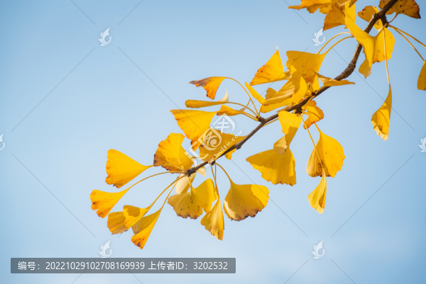 銀杏特寫(xiě)照片