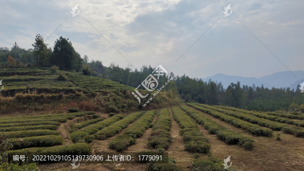 茶園