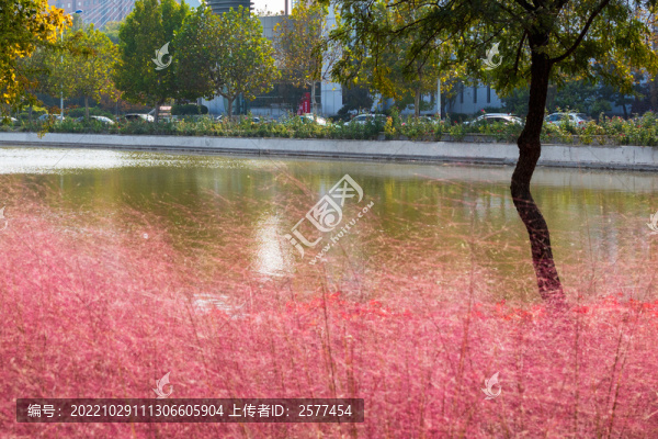 泰豐公園秋韻